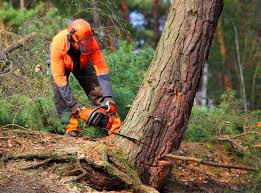 Best Fruit Tree Pruning  in Lake City, FL