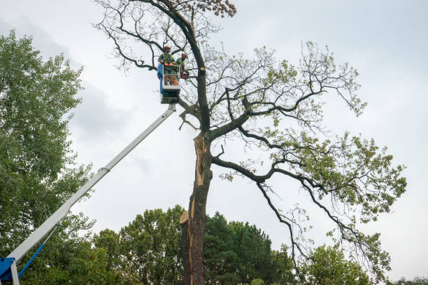 Best Tree Removal  in Lake City, FL