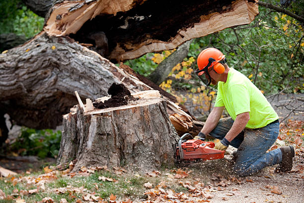  Lake City, FL Tree Services Pros