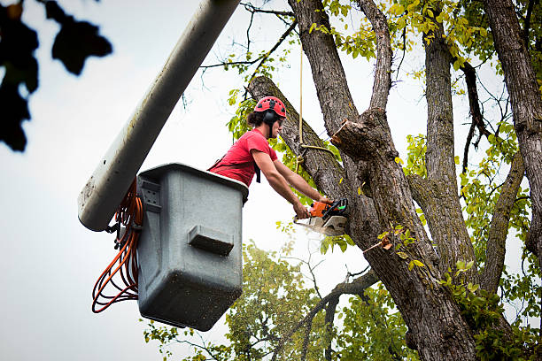 Best Firewood Processing and Delivery  in Lake City, FL